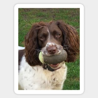 Brock and rugby ball Sticker